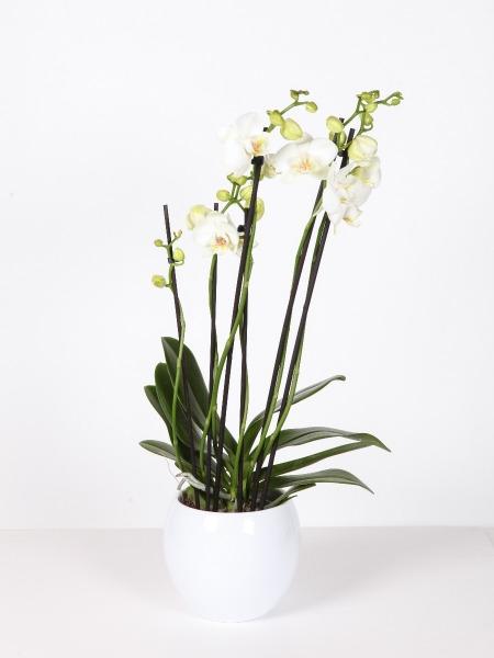 Kukka-Mökki Klaukkala oy - Kukkivat kukat - Valkoinen phalaenopsis orkidea